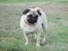 Bailey hangs out at Mira Mesa dog park with Otis.